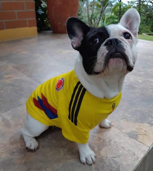 Camiseta de Colombia para Perros Y Gatos