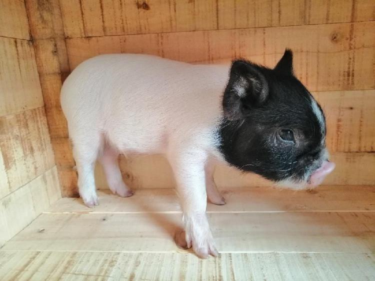 Cerdos Mini Pig