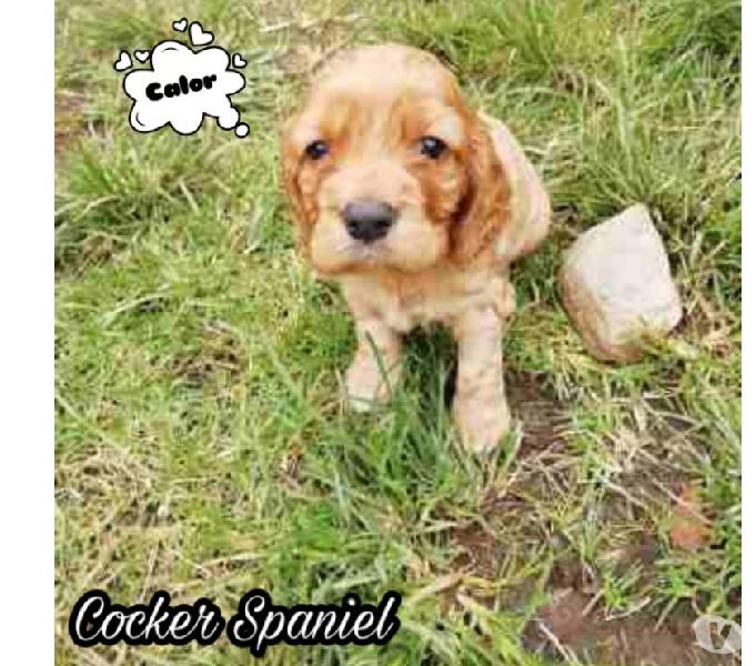 Disponibles Hermosos Cocker Spaniel Cachorritos