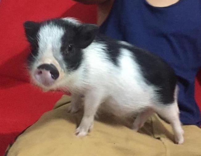 Mini Pig Juliana