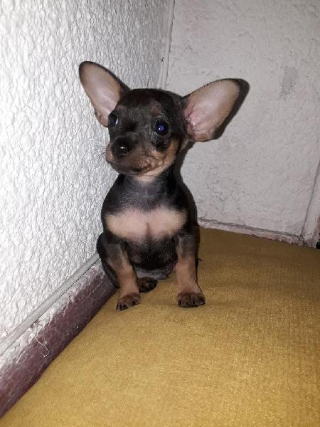 Pincher Chihuahua Macho