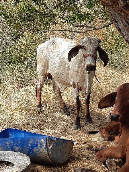Vaca Gyr Inseminada con Toro Holstein