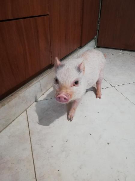 Vendo Hermoso Mini Pig Negociable
