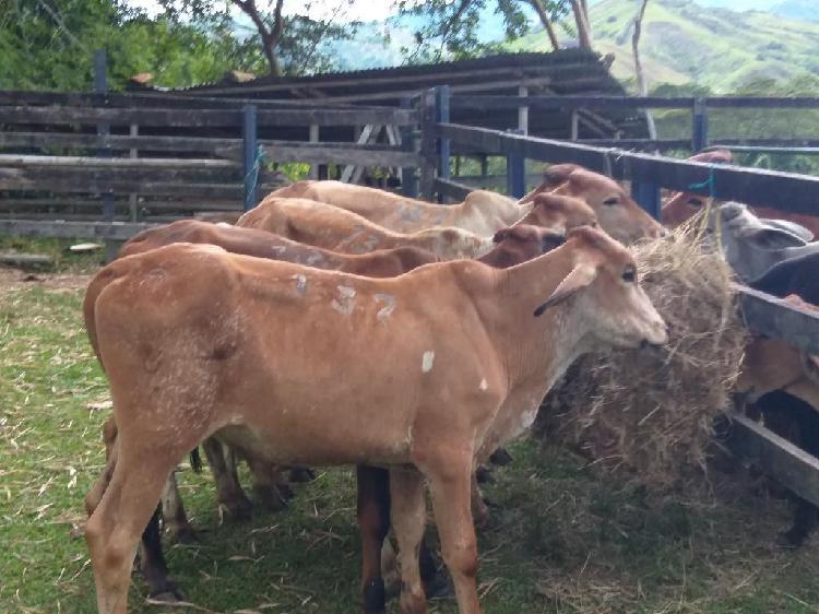 Venta de Terneros Tulua