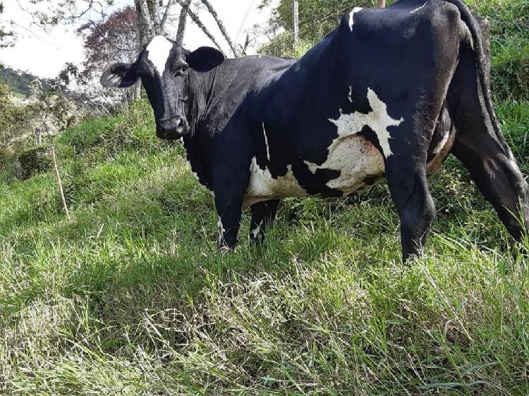 Venta de Vacas en Quindío Y Antioquia