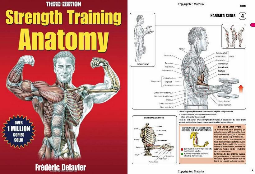 Strength Training Anatomy by Frederic dalavier