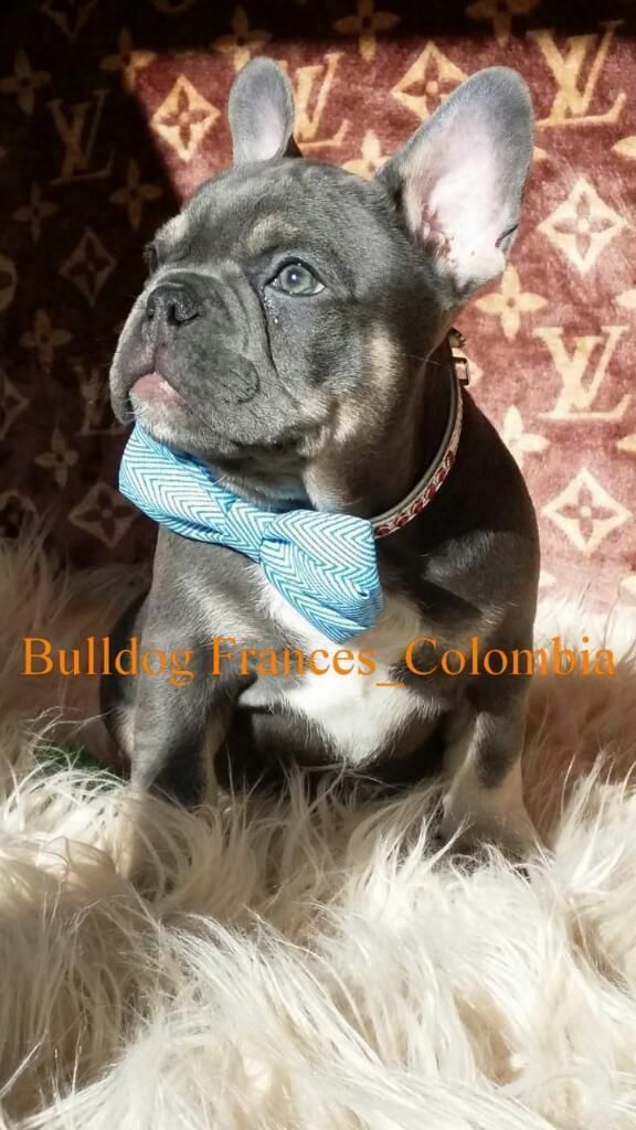 Bulldog Frances Exotico
