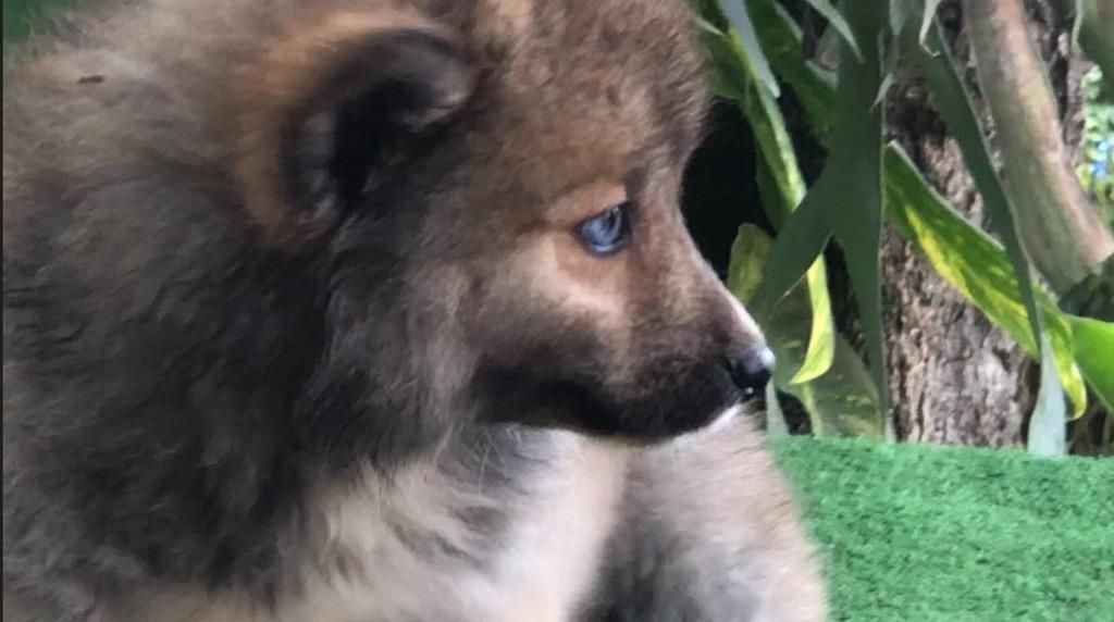 Cachorras Pomsky