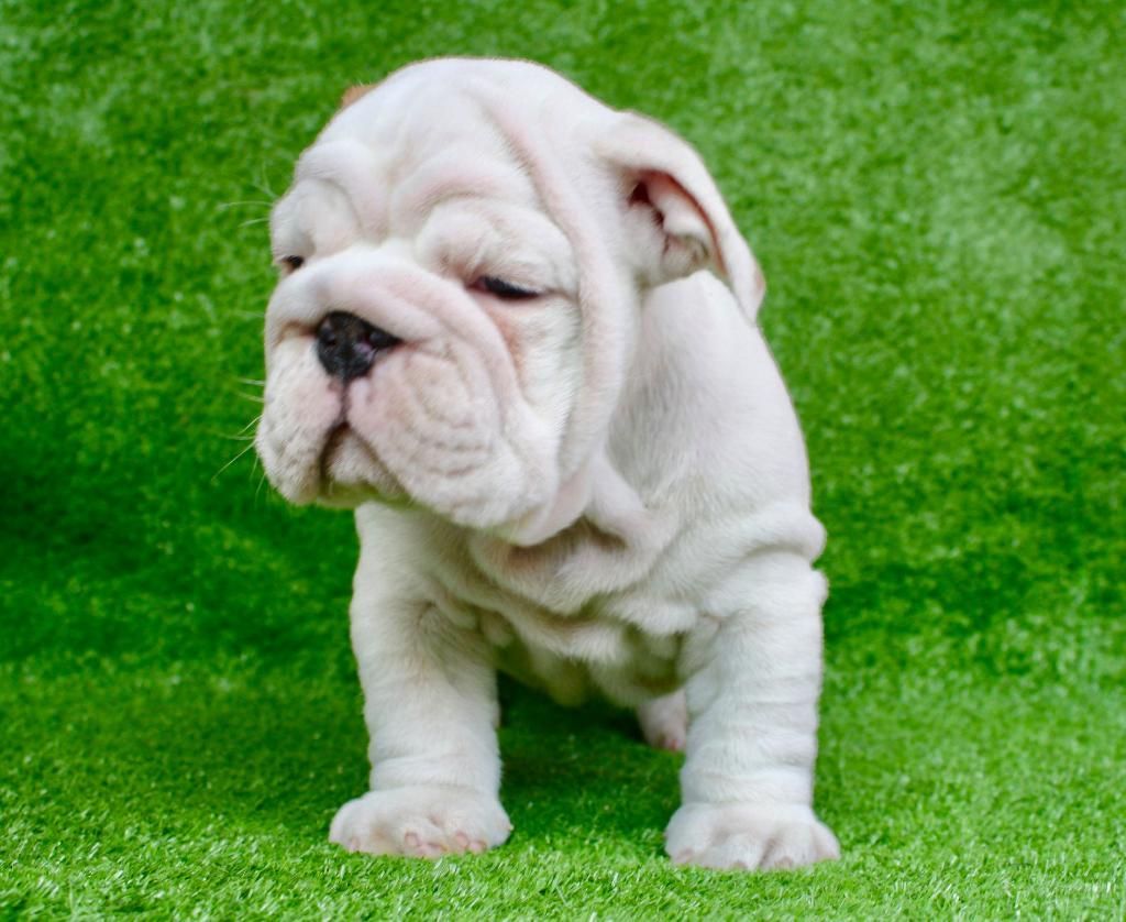 Cachorritos Bulldog Ingles