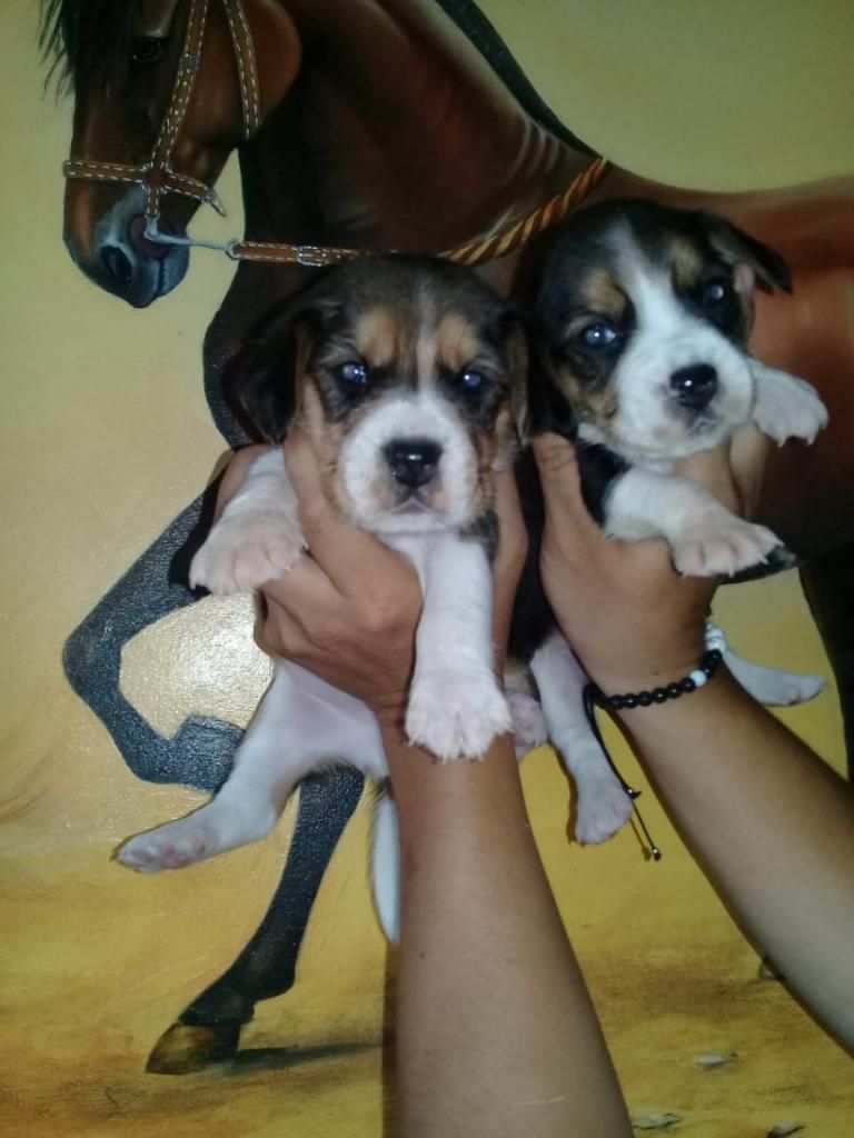 Cachorros Beagles Tricolor Patas Cortas