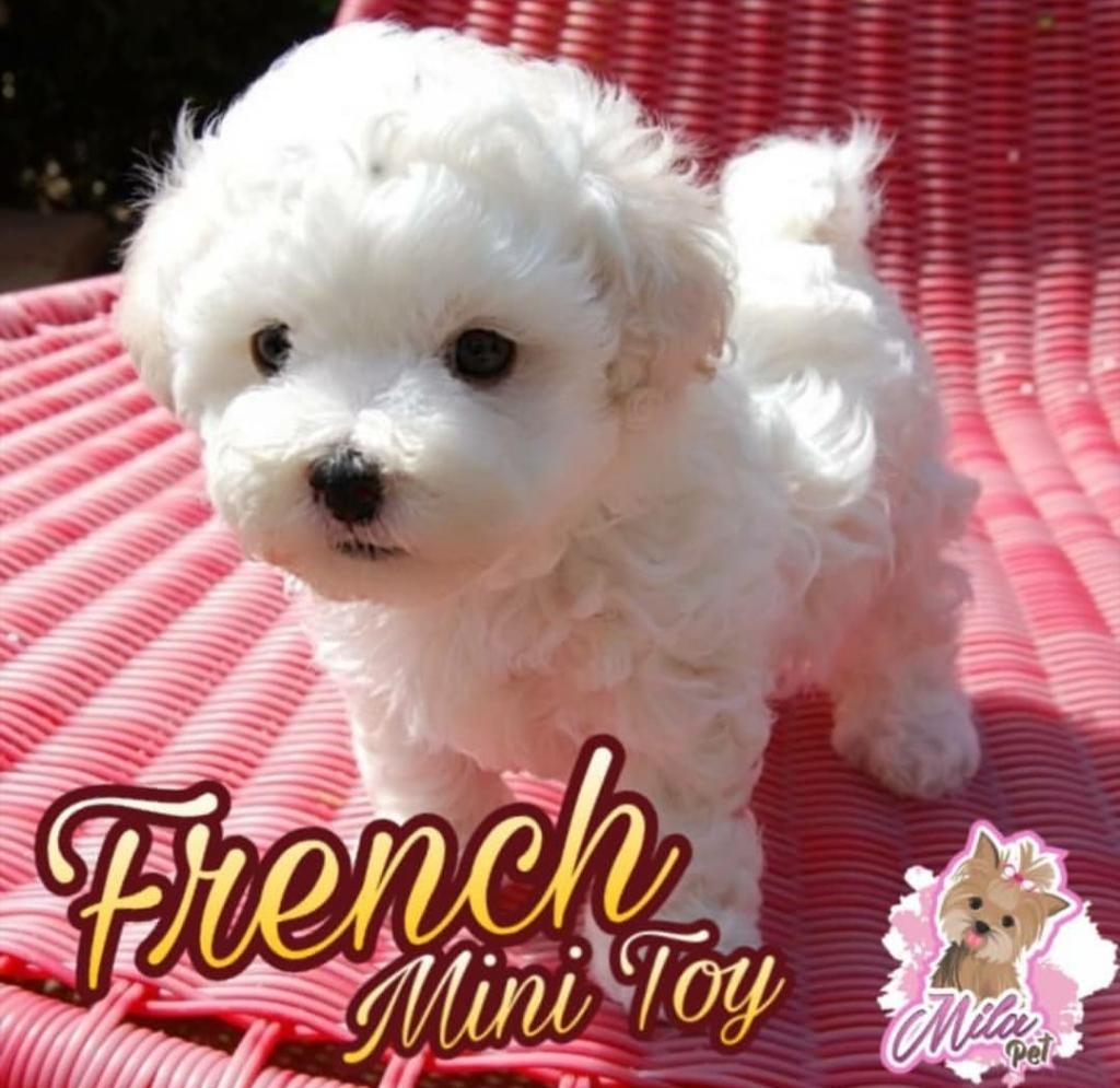 French Poodle Mini Toy Espectaculares