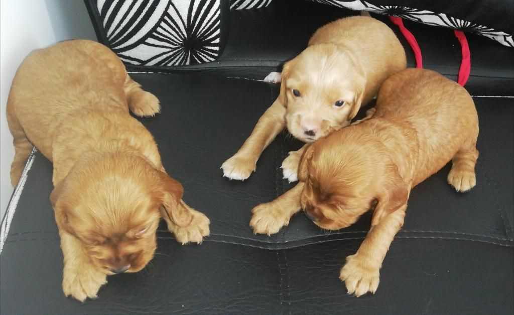 Hermosos Cachorros Cocker Spaniel