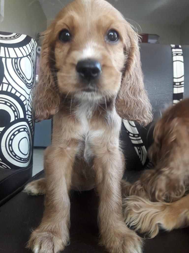 Hermosos Cocker Spaniel