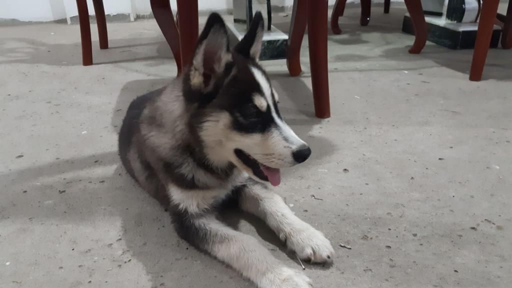 Husky Siberian