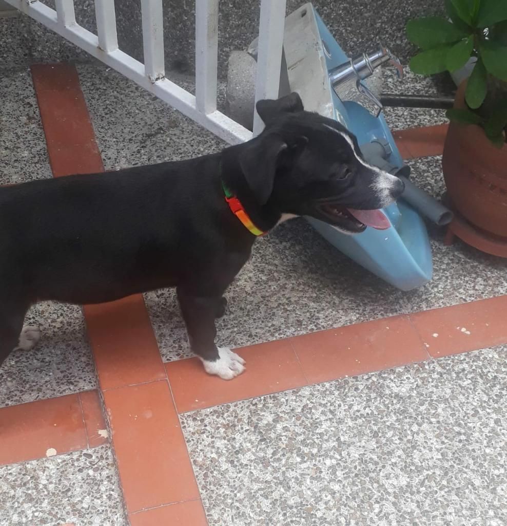 Lindo Cachorro Negro Y Blanco