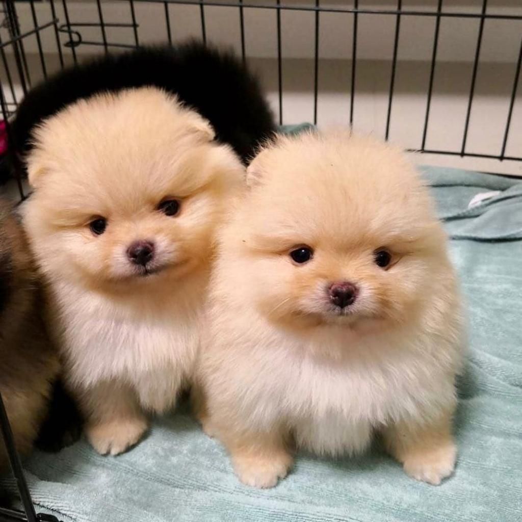 Lindos Perros Pomeranias Venta