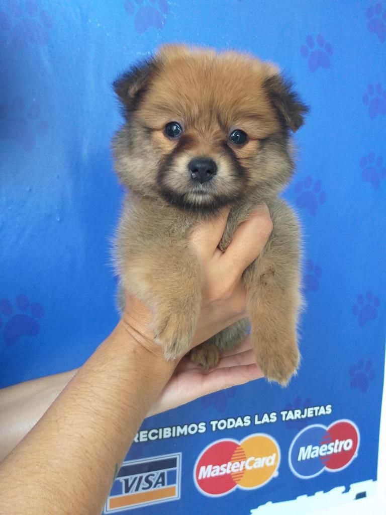 Pomerania Lulú de Buena Genetica