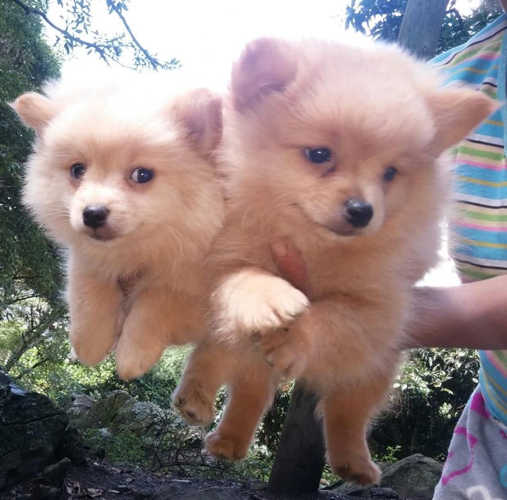 Pomerania Machos entrega inmediata