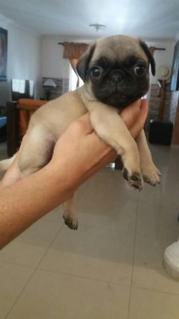 Pug Chino