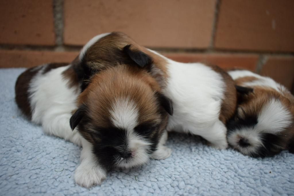 Shih Tzu de Cancan Mascotas