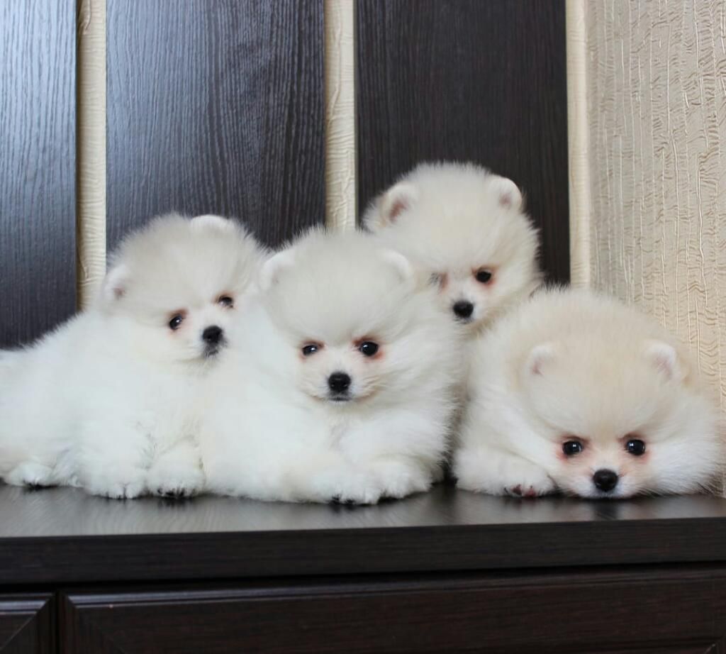 Vendo Perros de Raza Pomerania