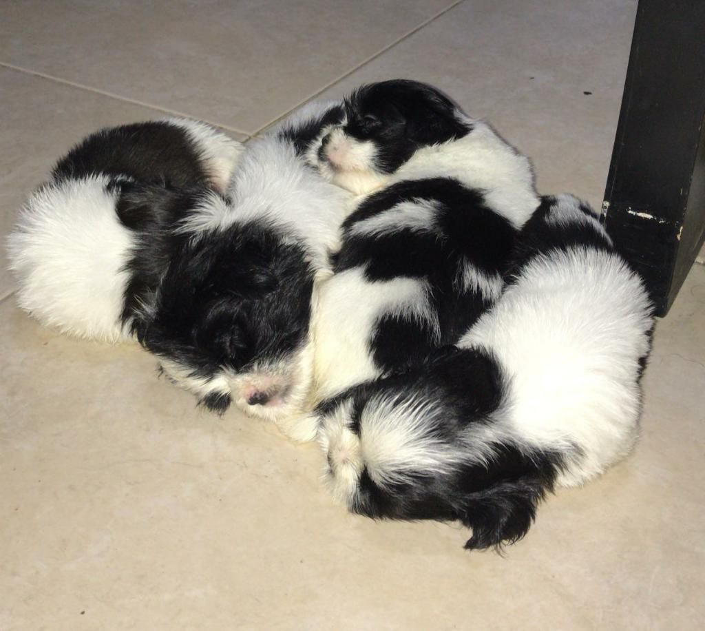 Vendo Shih Tzu Machos