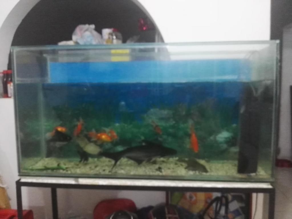 Vendo acuario