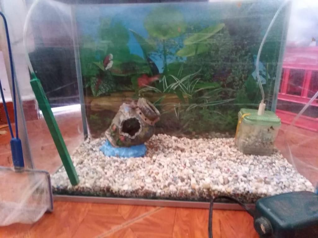 Vendo acuario con accesorios