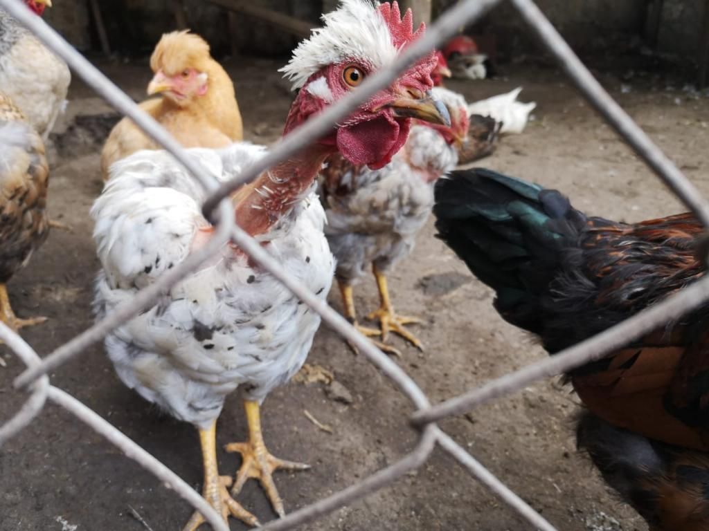 Venta de Pollos Y Gallinas Criollas