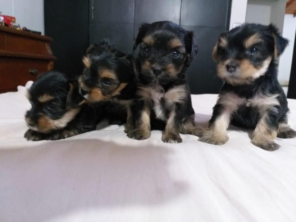 Yorkshire Terrier Cachorros en Cucuta