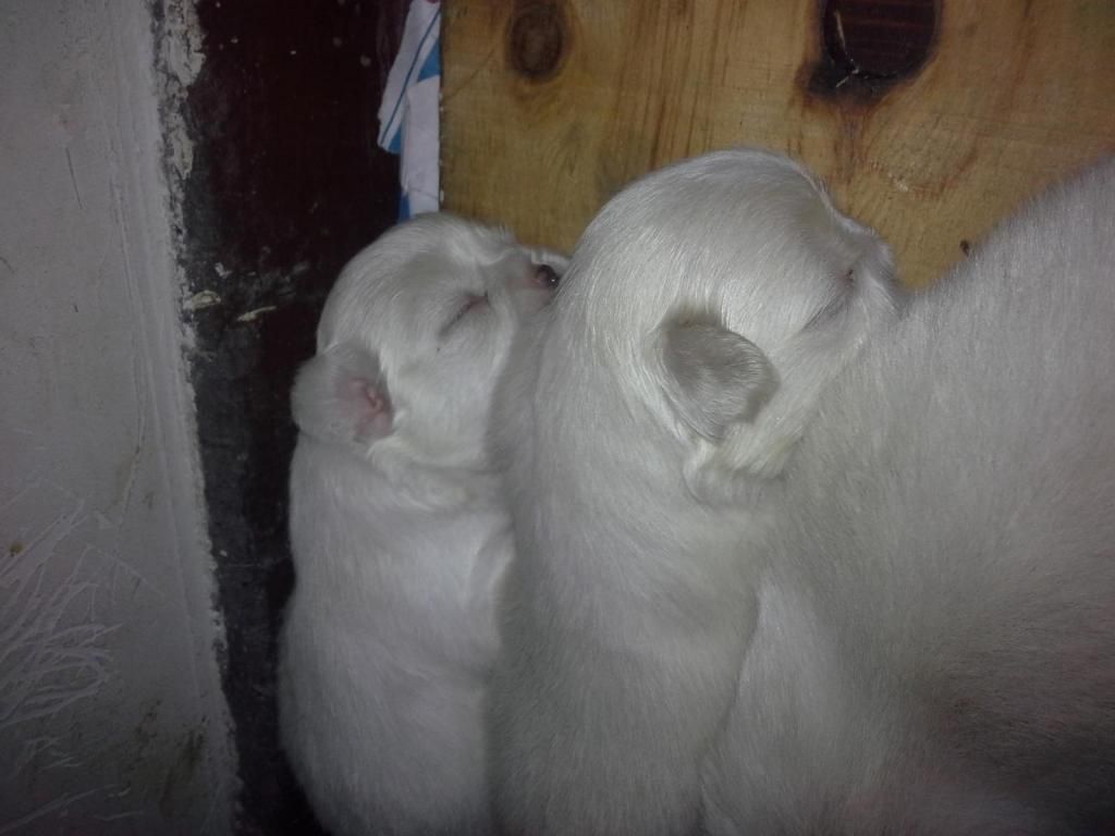 cachorros pekines whatssap 