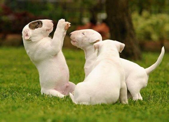 *CACHORROS BULL TERRIER A LA VENTA *