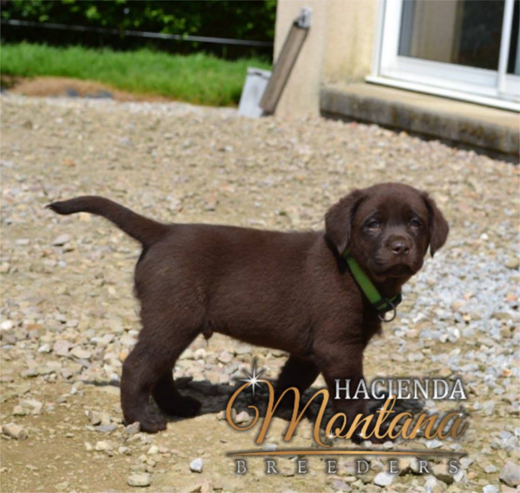 CACHORROS LABRADOR CHOCOLATE EN MEDELLIN