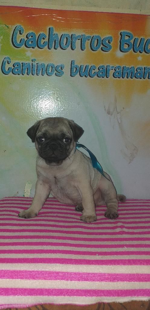 Calino Pug Tremendo Ejemplar Cori