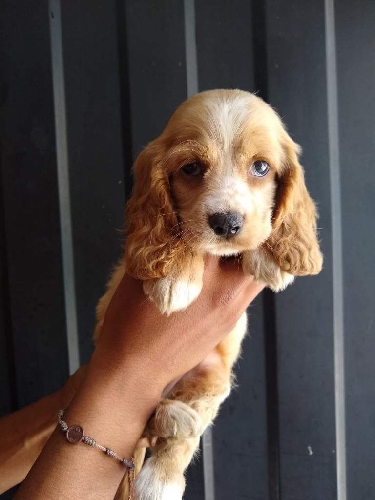 Lindos Y Nobles Cocker Spaniel