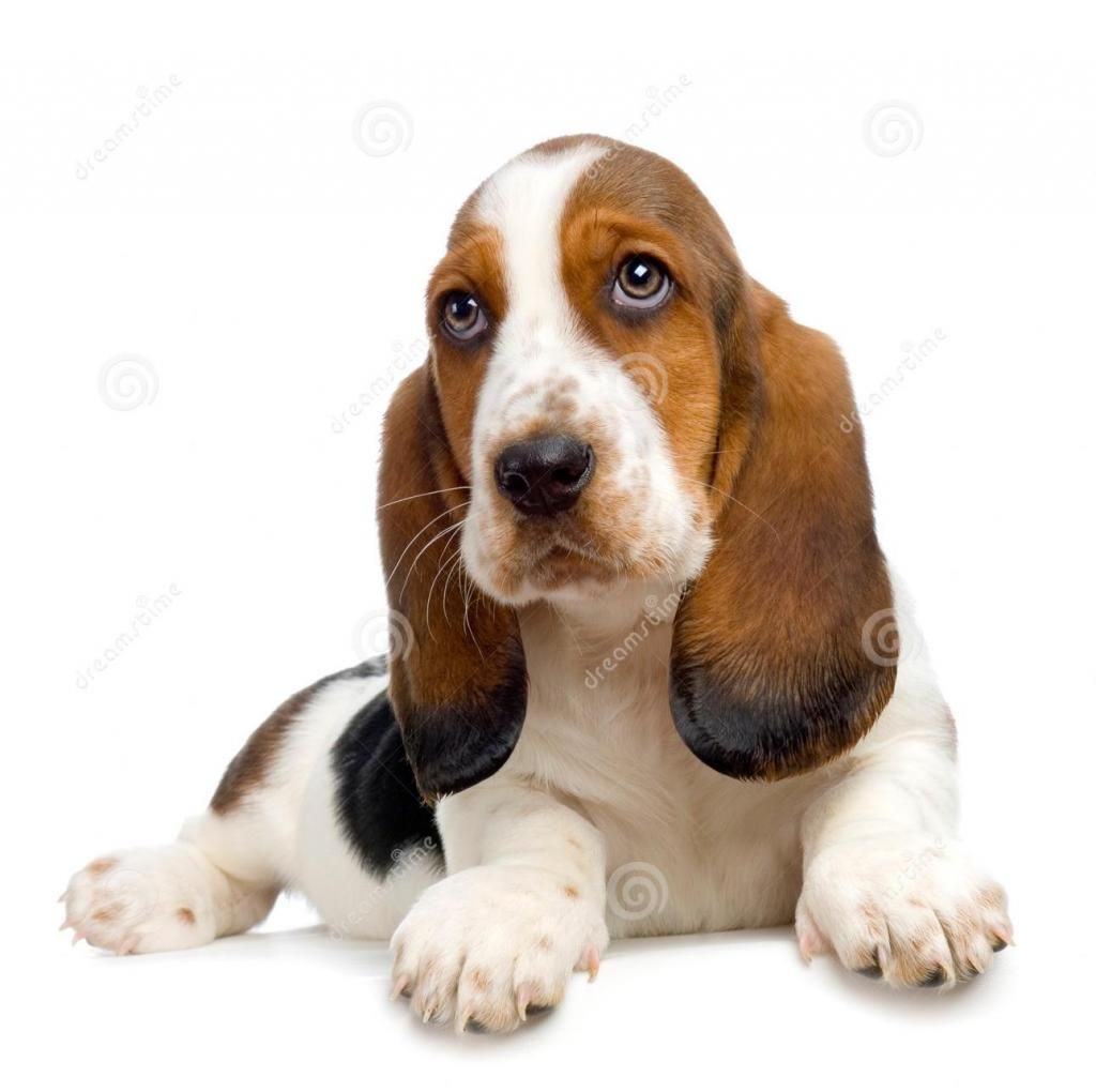 *PET SHOP VENDE BASSET HOUND*