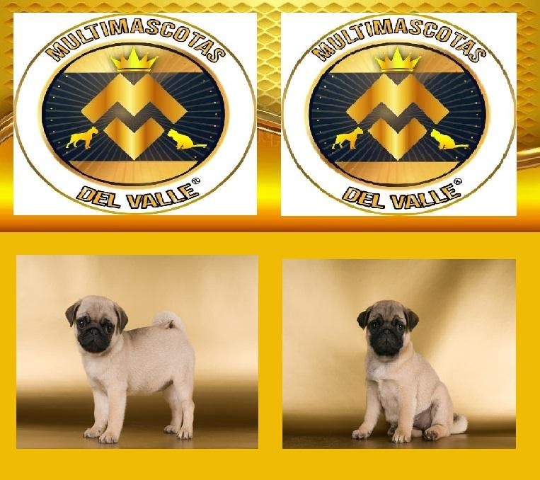 PUG CVARLINOS CACHORROS VENDE TIENDA DE MASCOTAS EN CALI CON