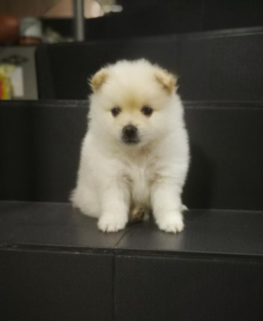 Pomerania Blanco Macho