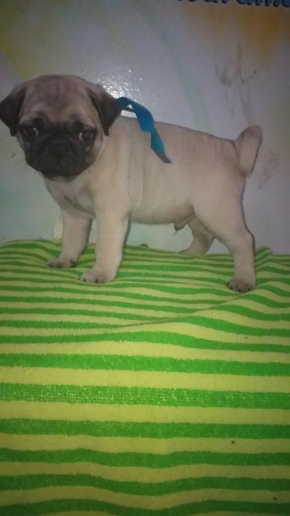 Pug Cachorro Fausto