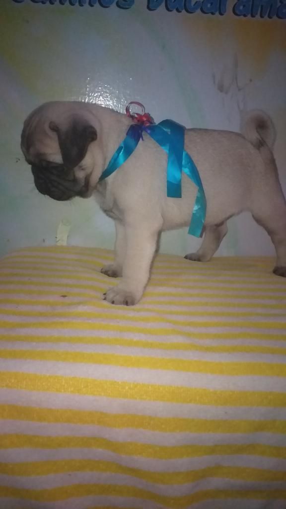 Pug Cachorros Oficial