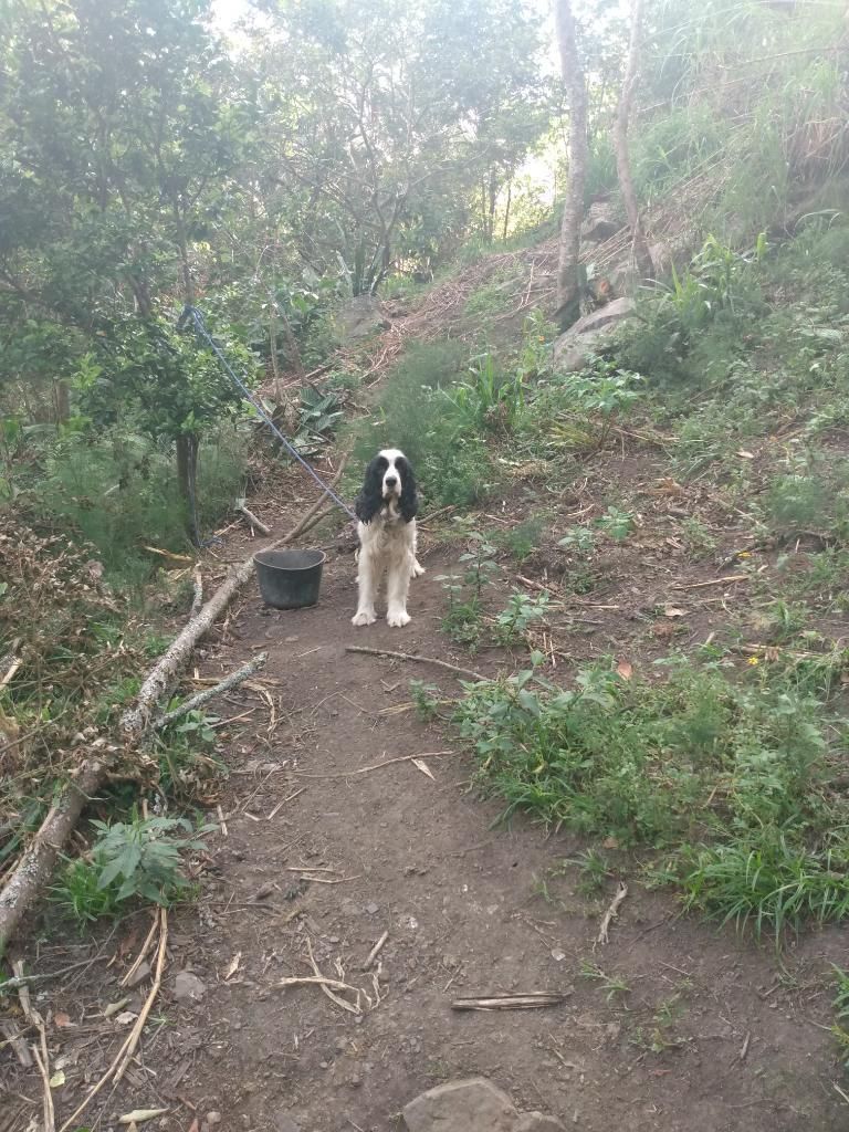 Springer en Adopción