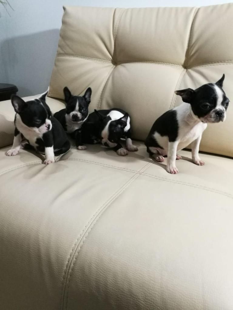 VENDO BOSTON TERRIER