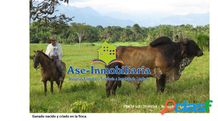 Vendemos amplia Finca - EL DONCELLO