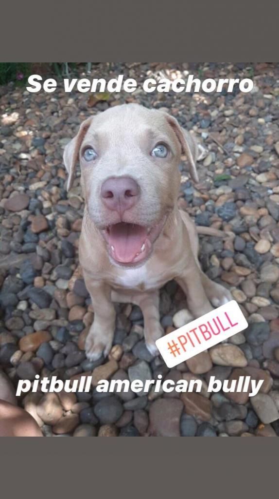 Vendo Pitbull American Bully