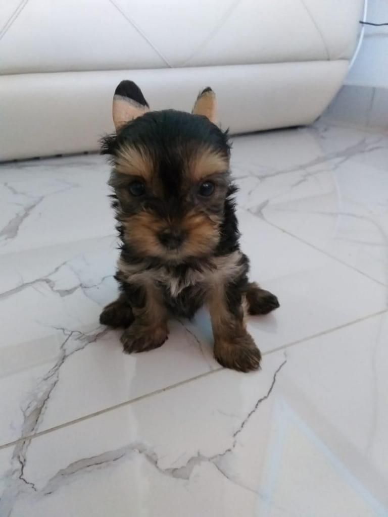 Yorkshire Terrier Mini Hembra en Cucuta