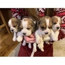 beagle mini hermosos