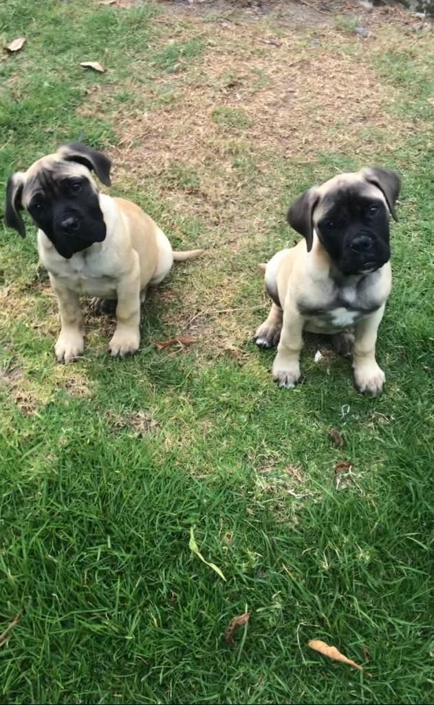 BULLMASTIFF CACHORROS