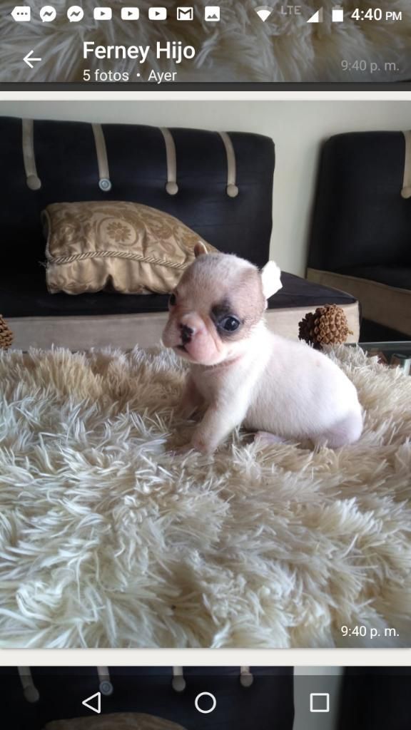 Buldog Frances