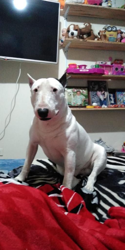 Bull Terrier