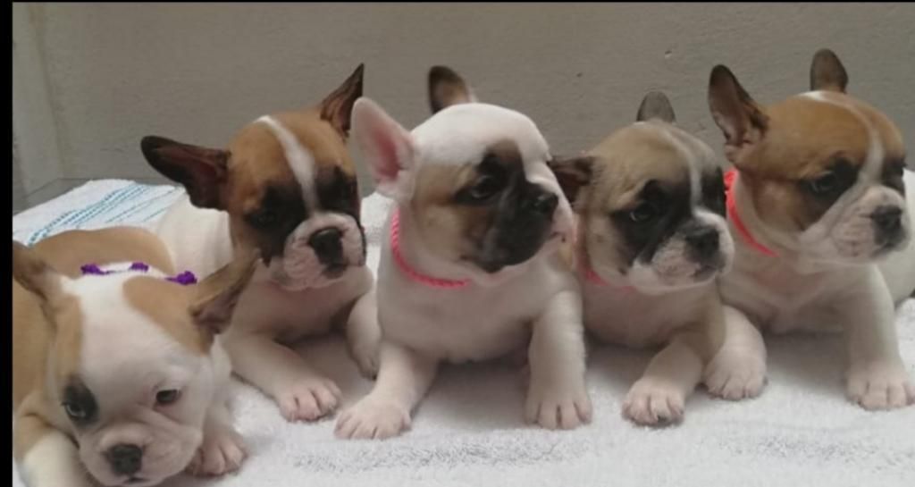 Bulldog Frances Hermosos